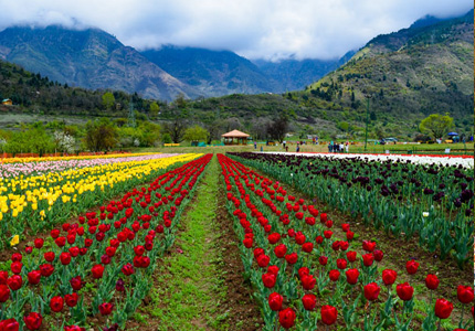 Taxi in Kashmir